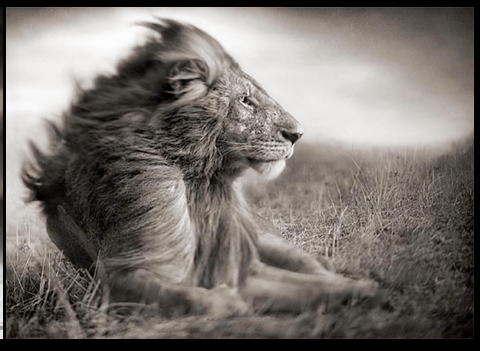 Nick Brandt
